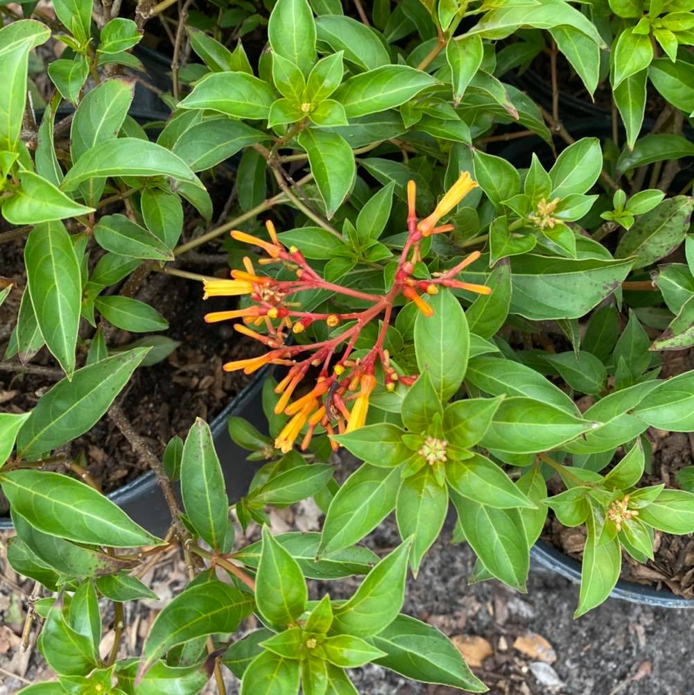 Firebush - hamelia patens - a... - Plant Place Nursery | Facebook