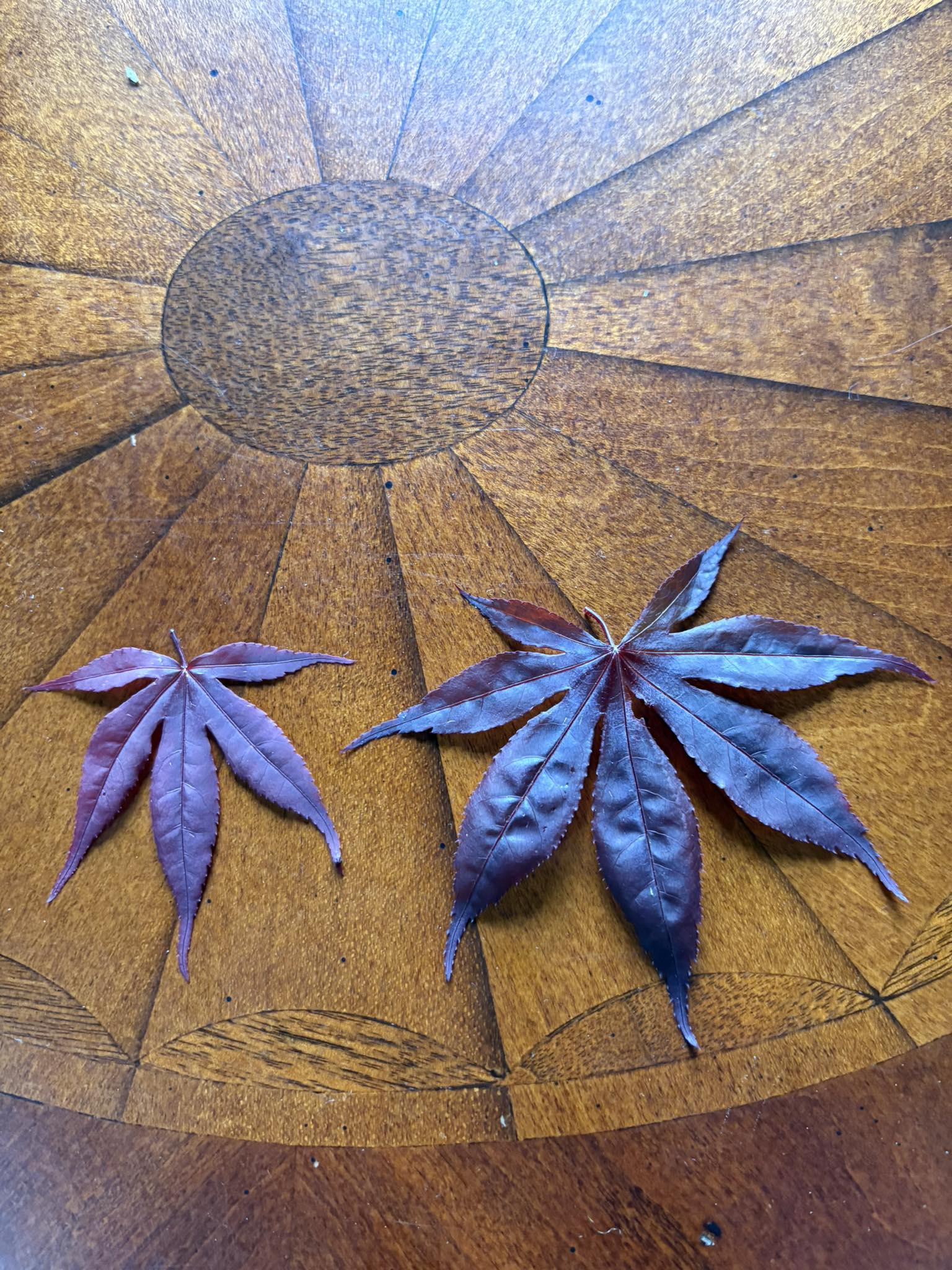Red leaf Japanese maple variety identification needed