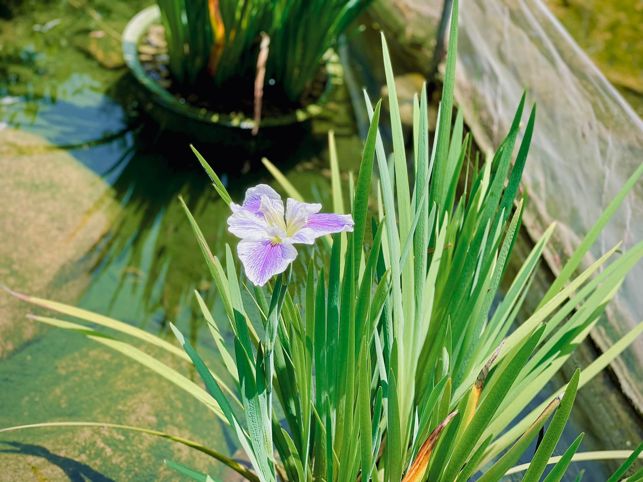 花菖蒲 菖蒲花瓶 in different shapes 素人の方向け 花菖蒲はどんな