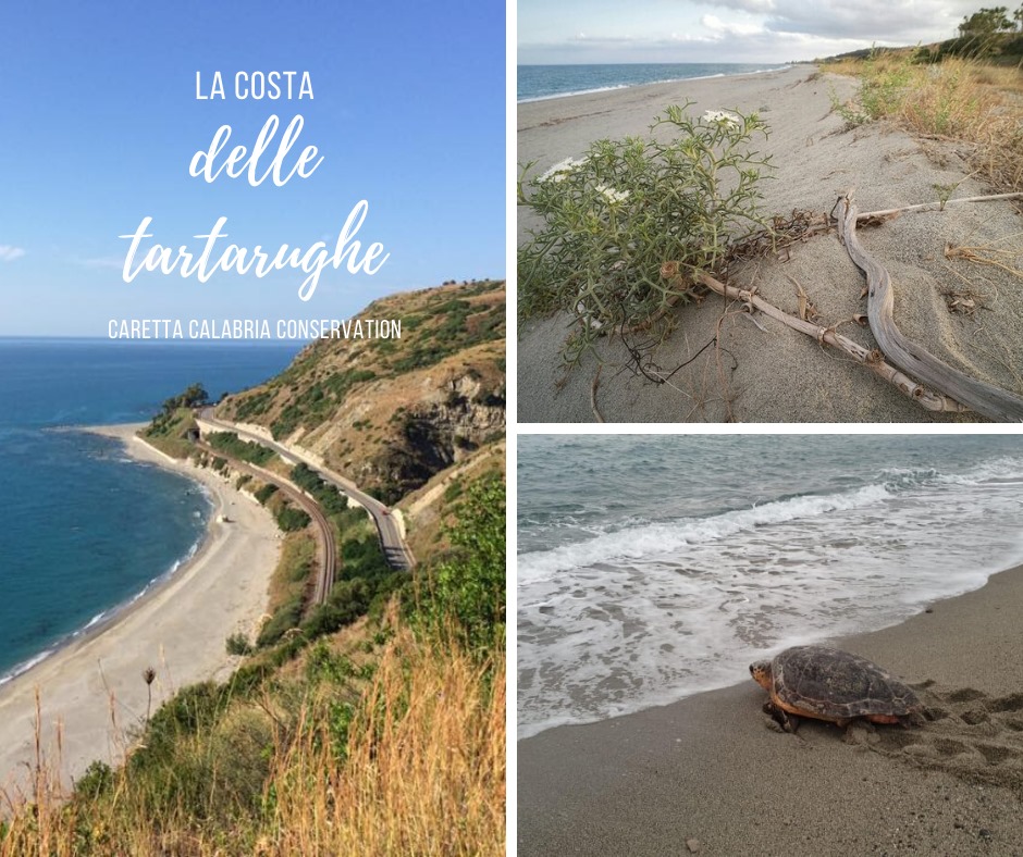 🐢🌊😍Le meraviglie della... - Caretta Calabria Conservation | Facebook
