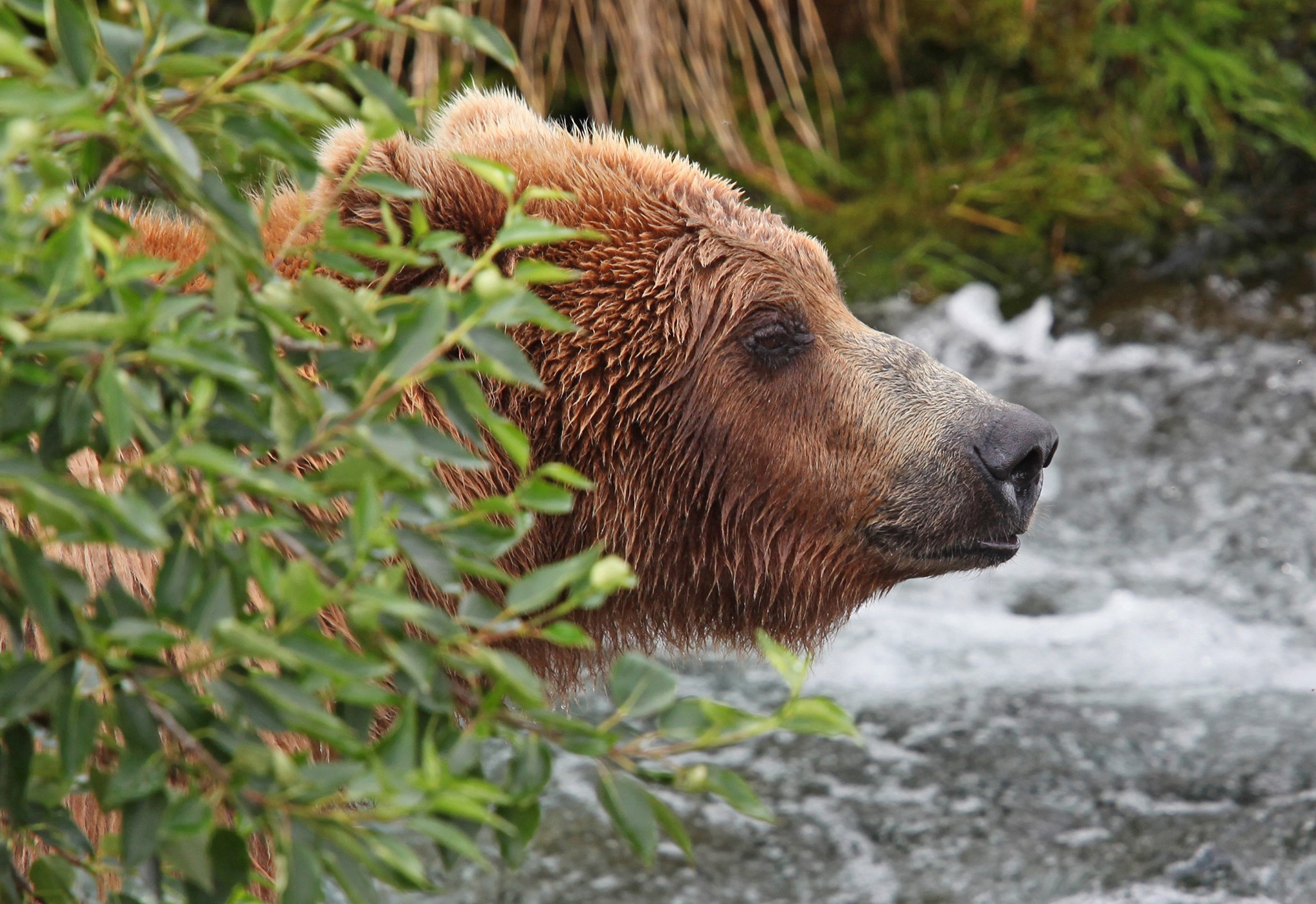 Brown Bear, Brown Bear,... - Kenai National Wildlife Refuge