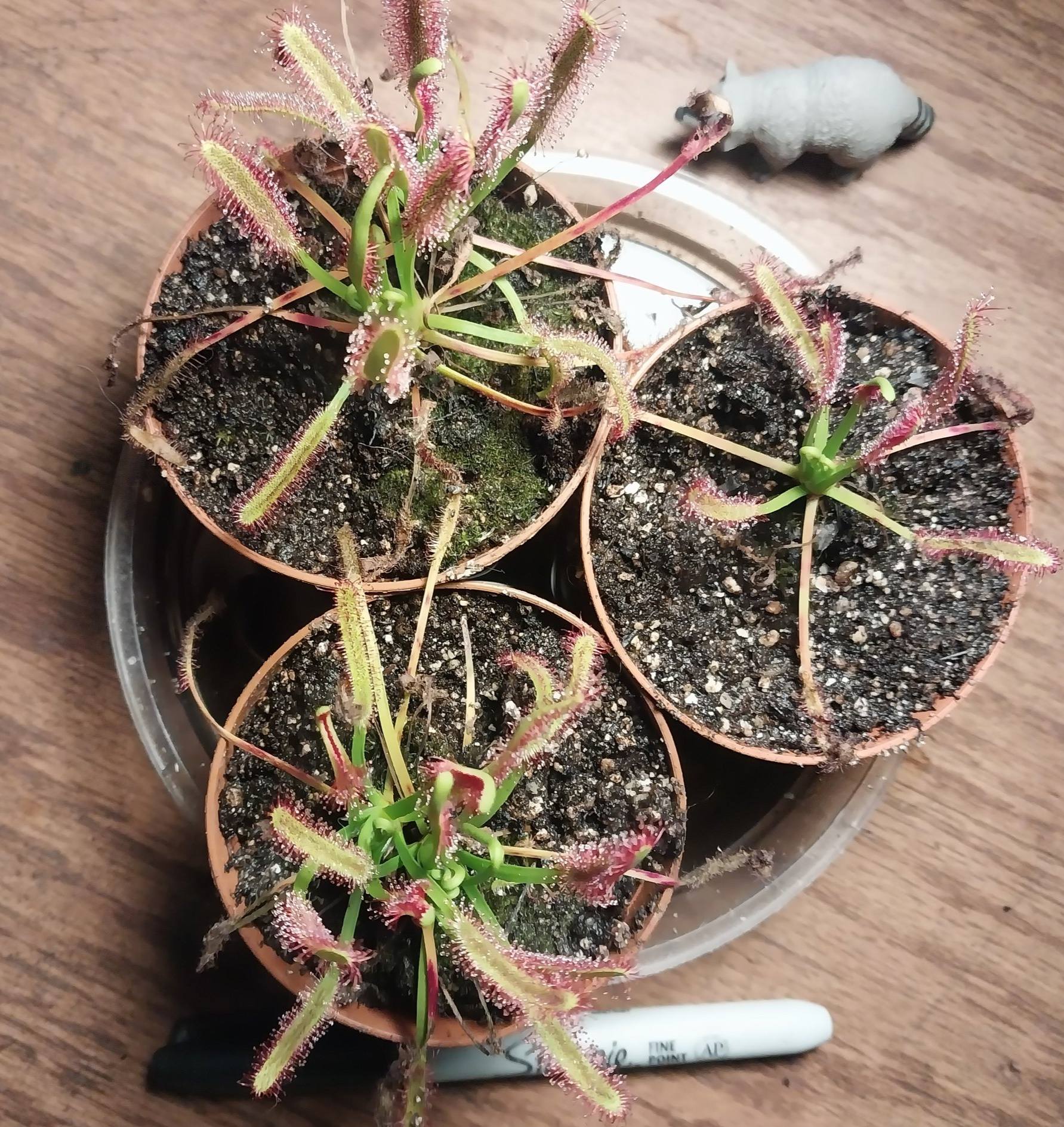 Live Cape Sundew (Drosera Capensis) – Medium Carnivorous Plant – Pet Safe – Potted