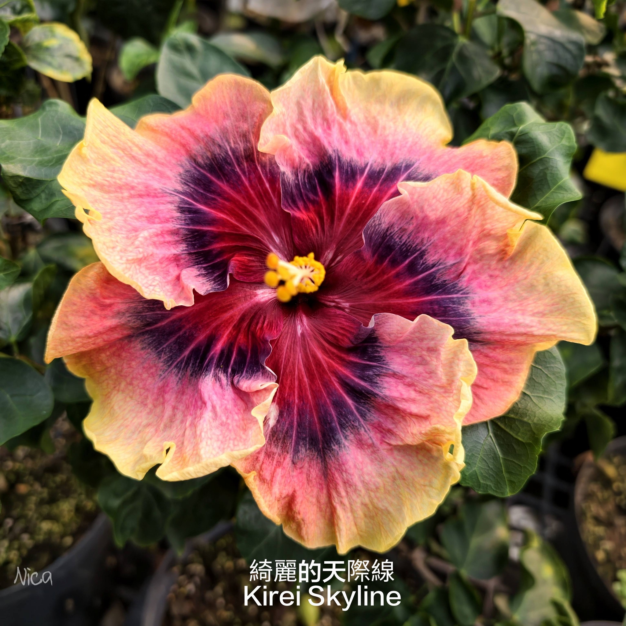 Very dreamy hibiscus 綺麗的天際線(Kirei Skyline) 妮卡雪月Nica