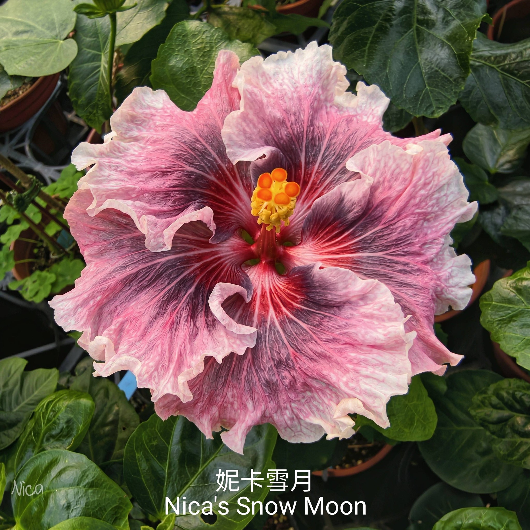 Very dreamy hibiscus 綺麗的天際線(Kirei Skyline) 妮卡雪月Nica