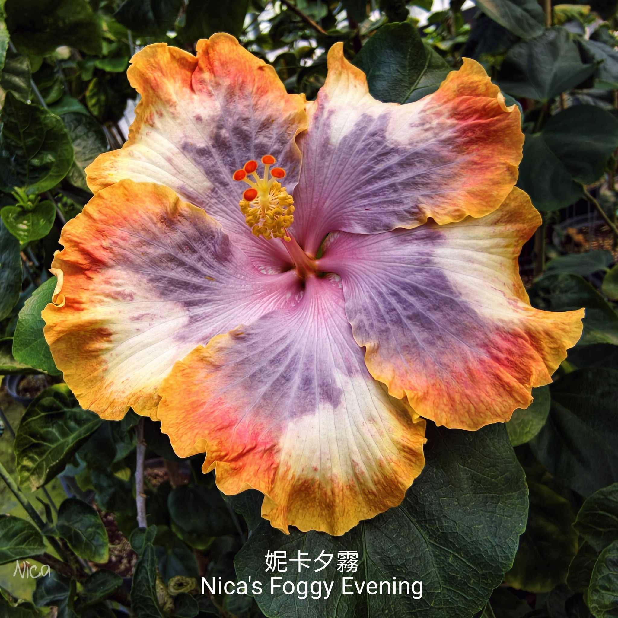 Very dreamy hibiscus 綺麗的天際線(Kirei Skyline) 妮卡雪月Nica