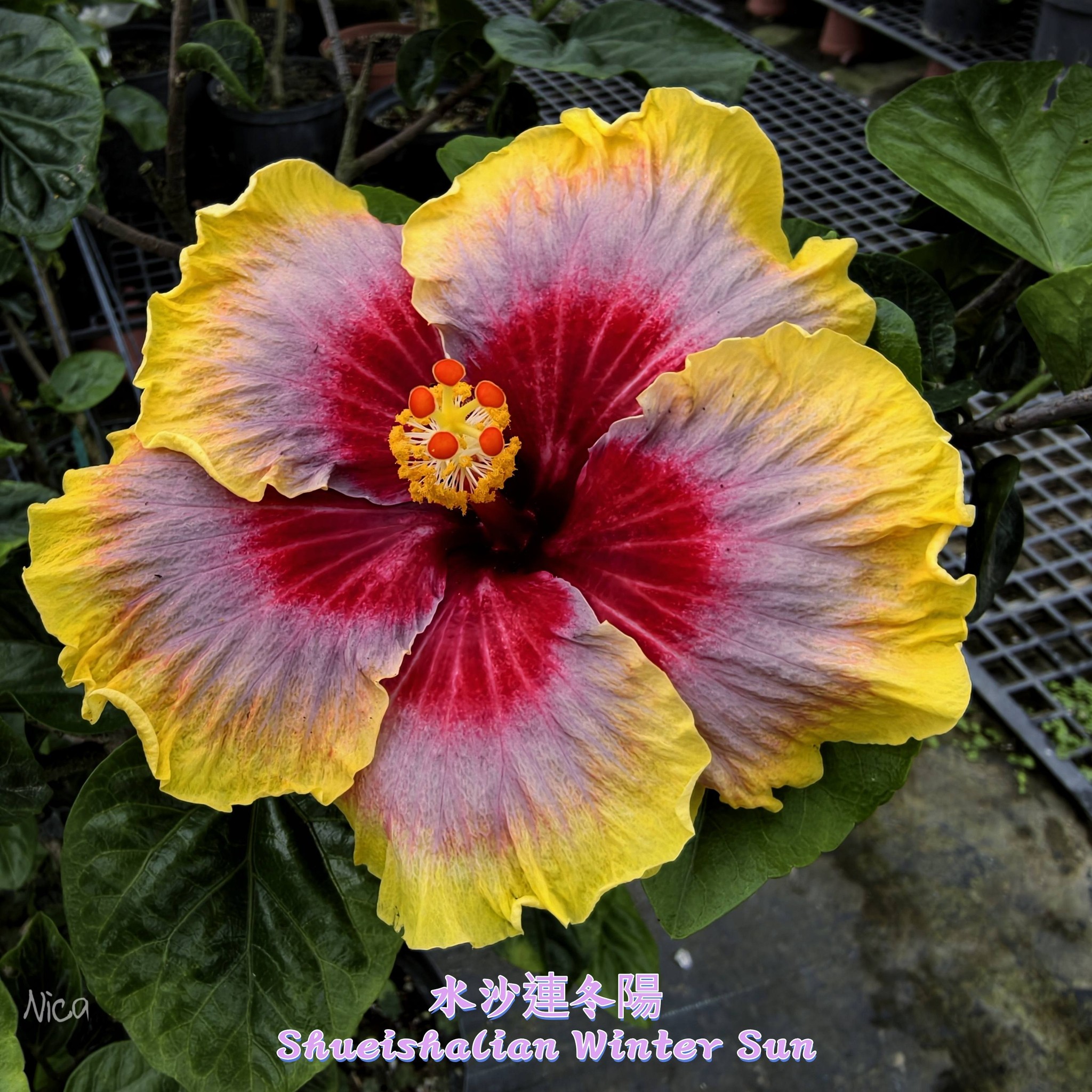 Very dreamy hibiscus 綺麗的天際線(Kirei Skyline) 妮卡雪月Nica