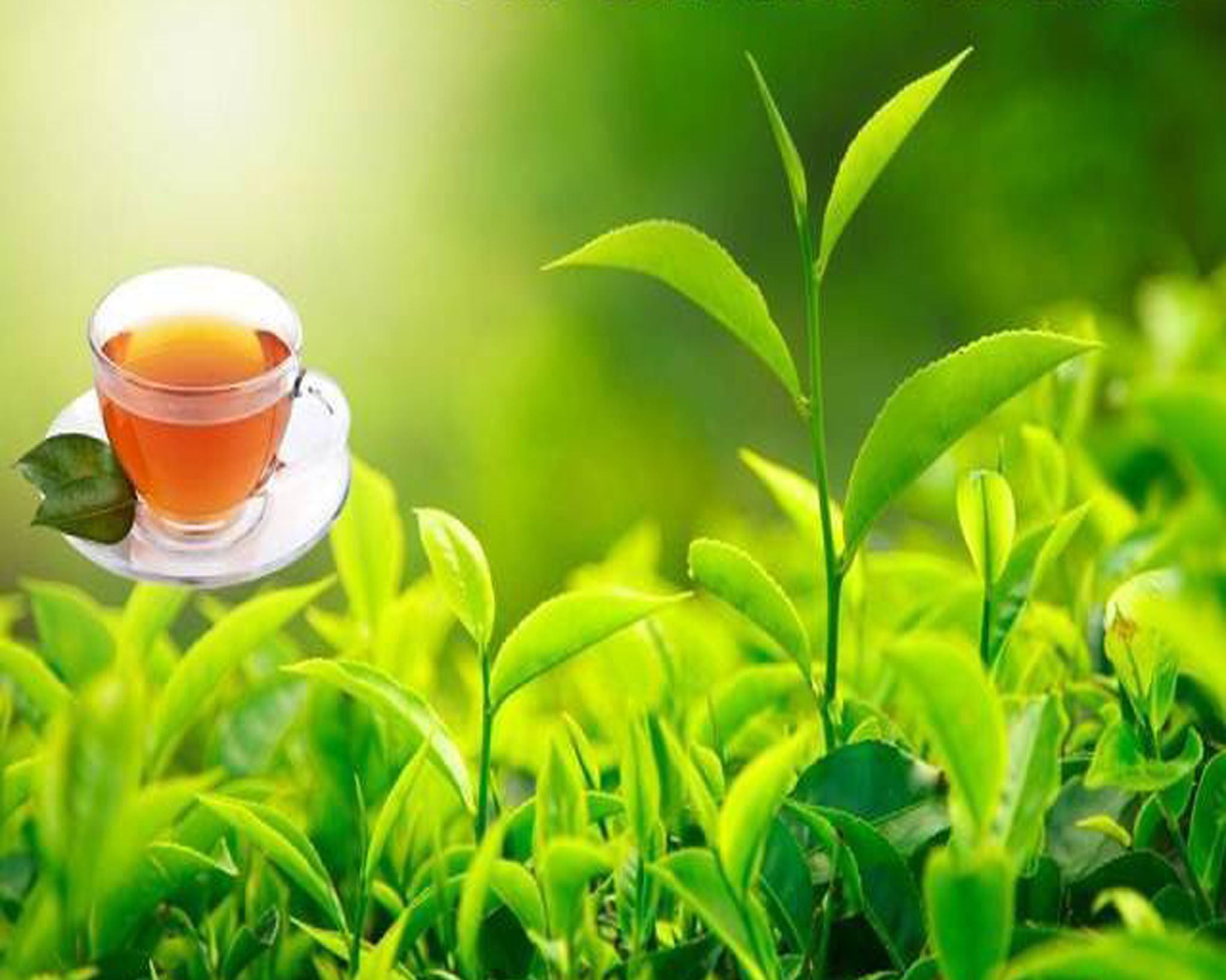 Basanta Tea