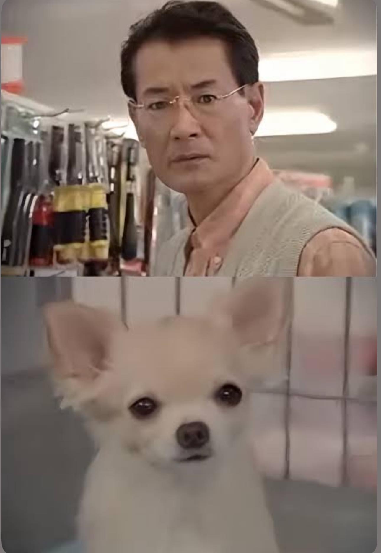 アイフル チワワ