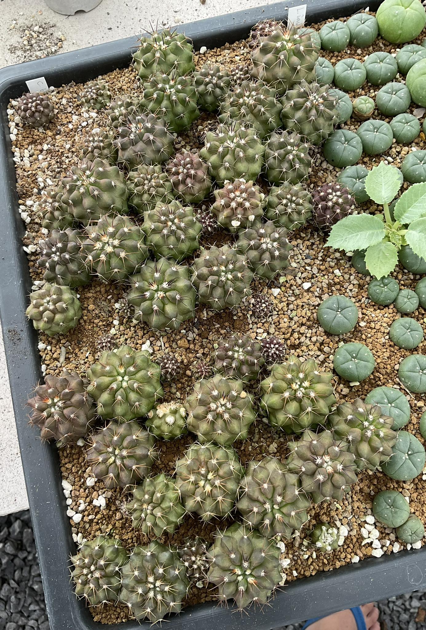 Copiapoa bridgesii in bloom with preserved pollen