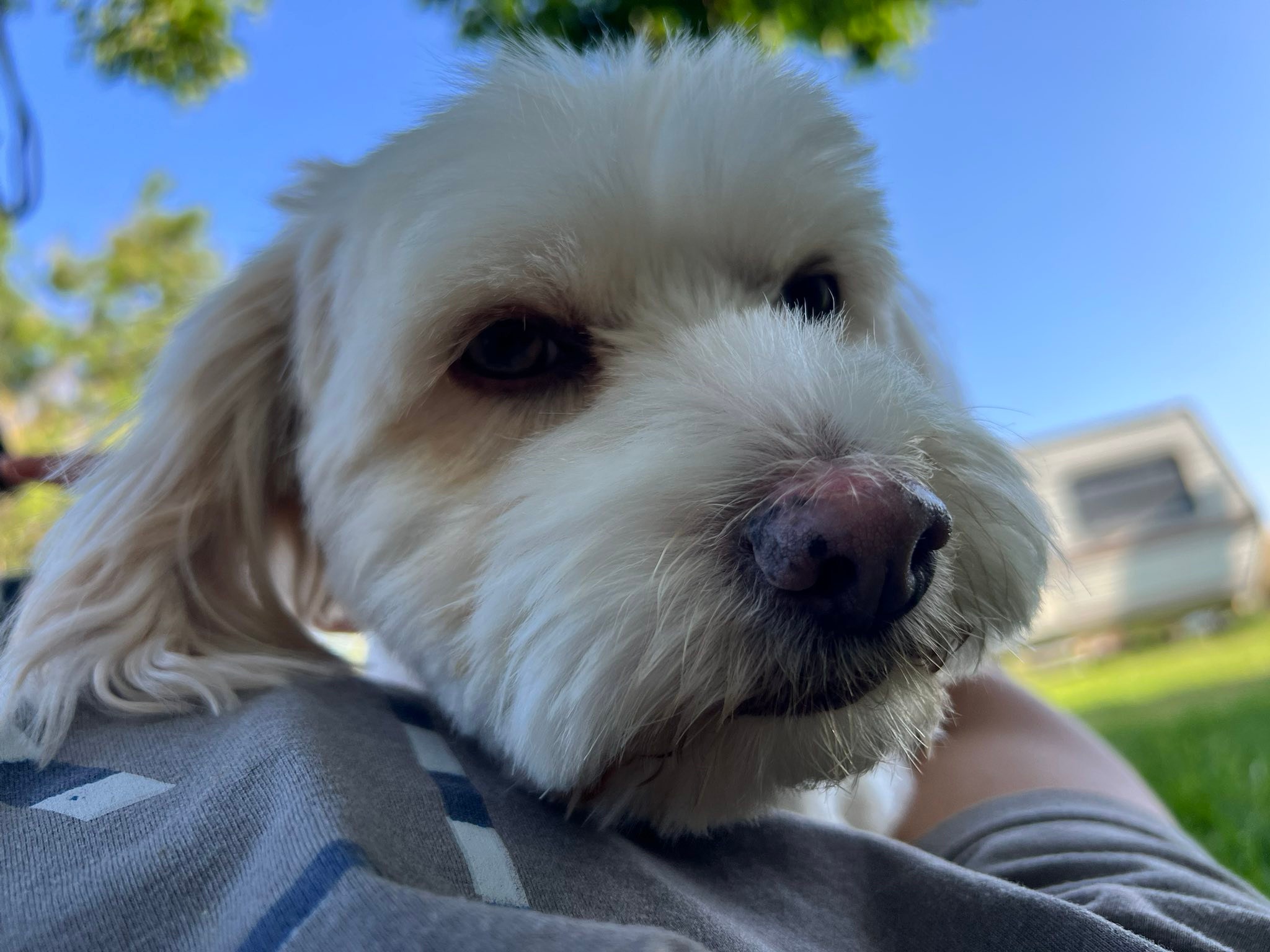 Missing Pets Pasco-Kennewick-Richland Washington | This is a long shot