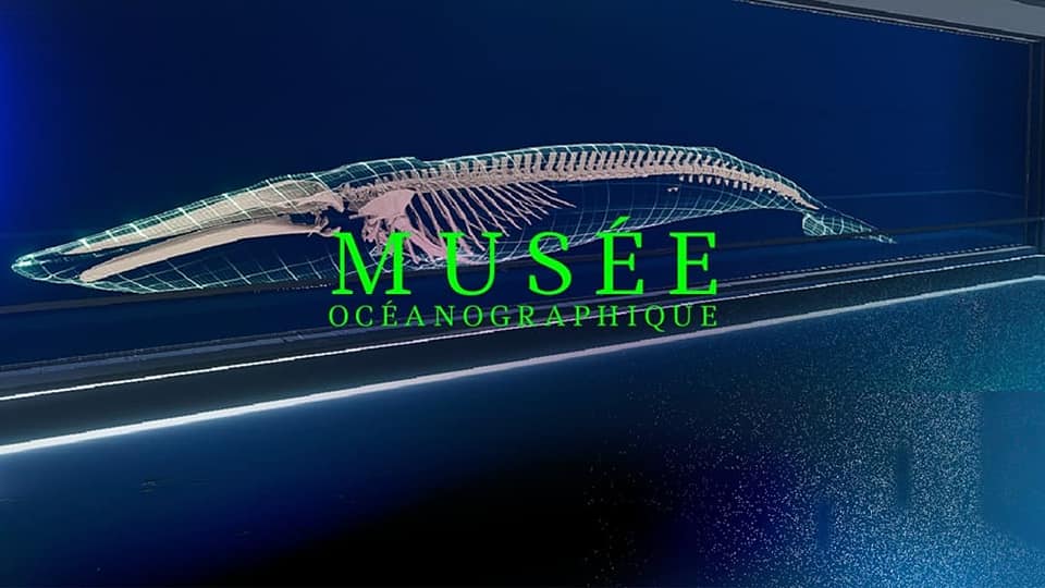 DWorld - 🌍 Can you immagine to visit Museums all over the...