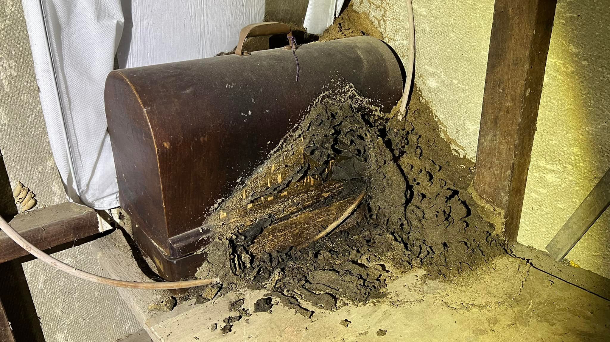Interesting find on a call out... - Termite Guys Brisbane