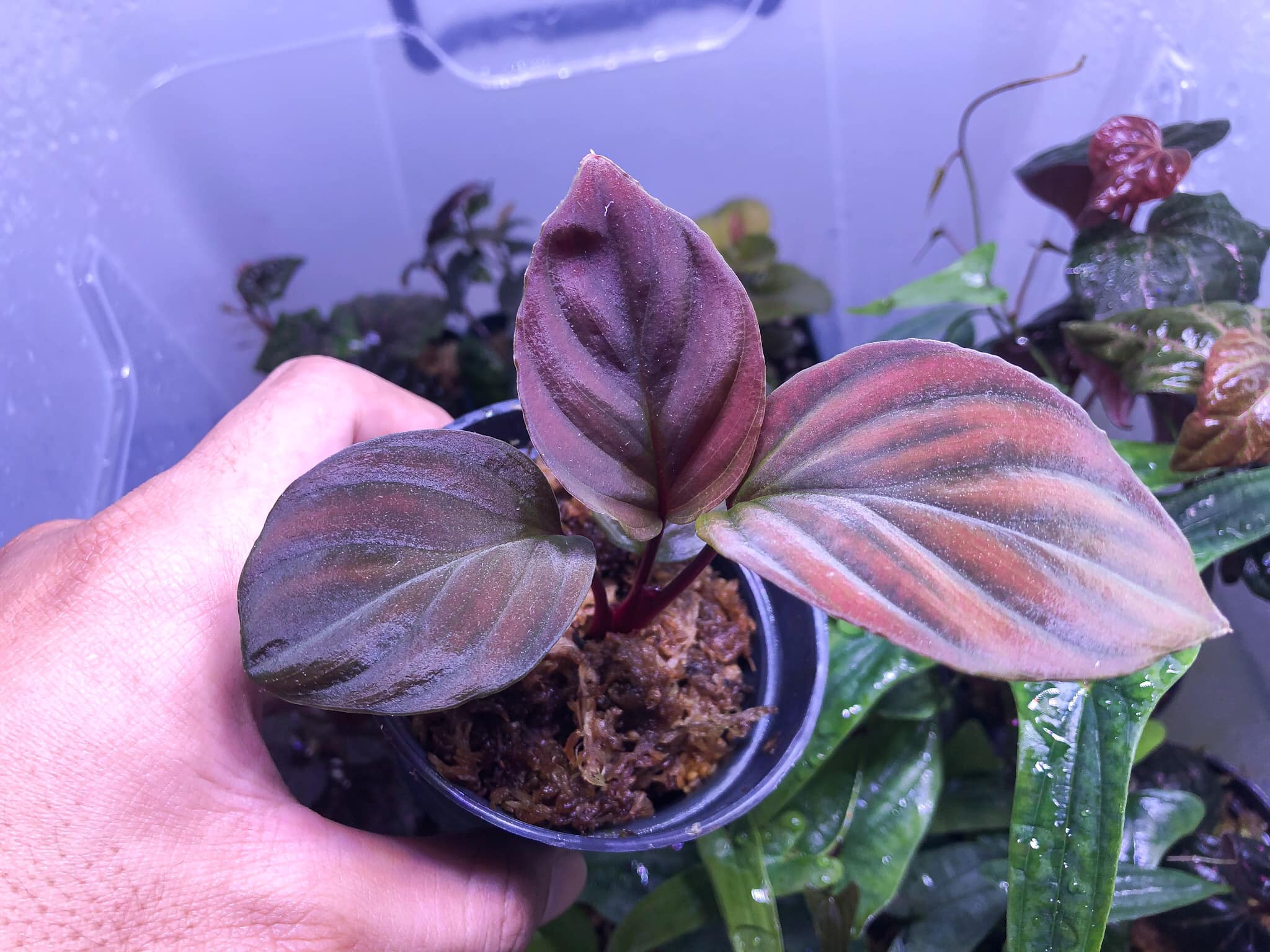 Homalomena sp from Sumatra 🌱 A hairy Homalomena from South