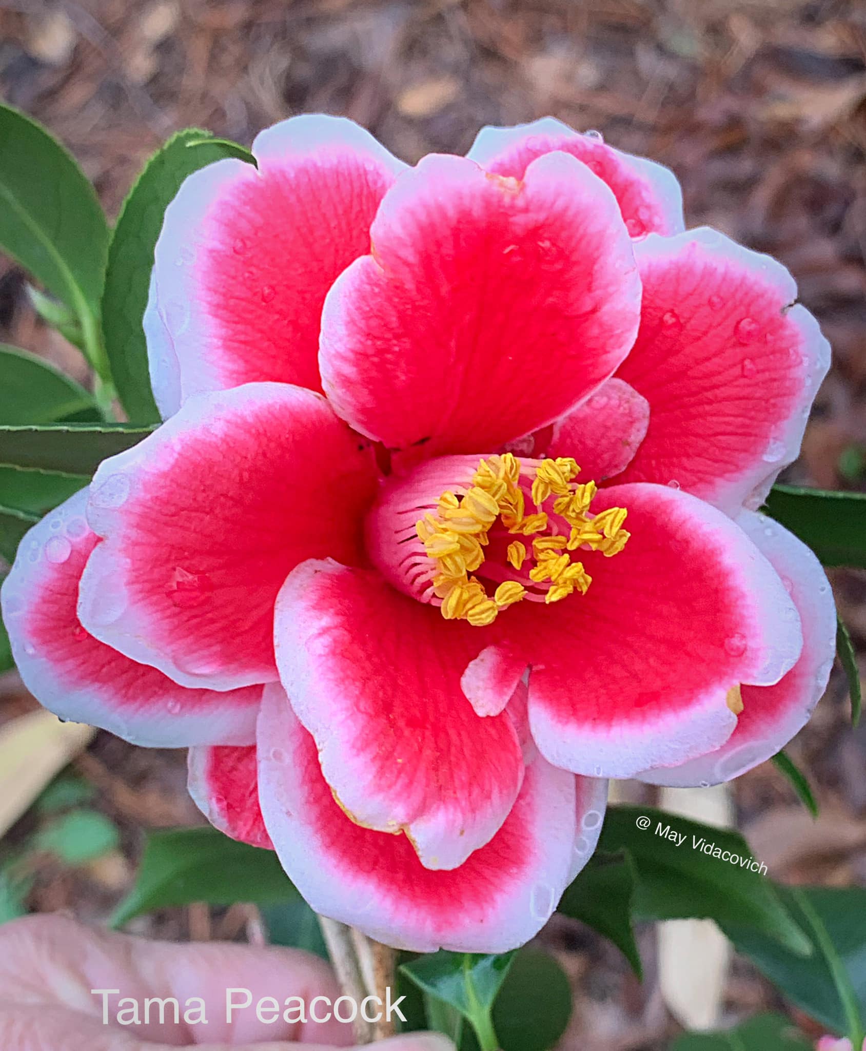 Tama Peacock camellia at Coastal Discovery Museum