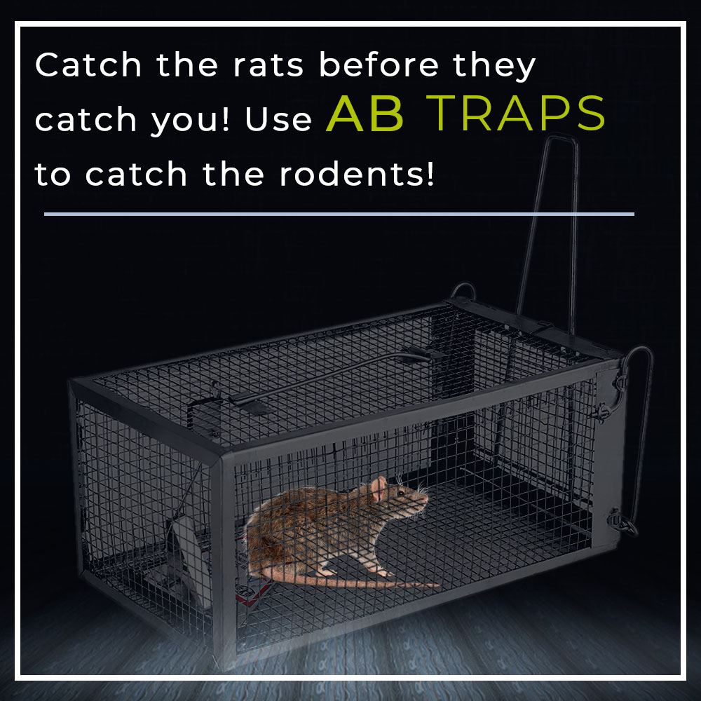 AB - Catch the rats before they catch you! Although they seem to be ...