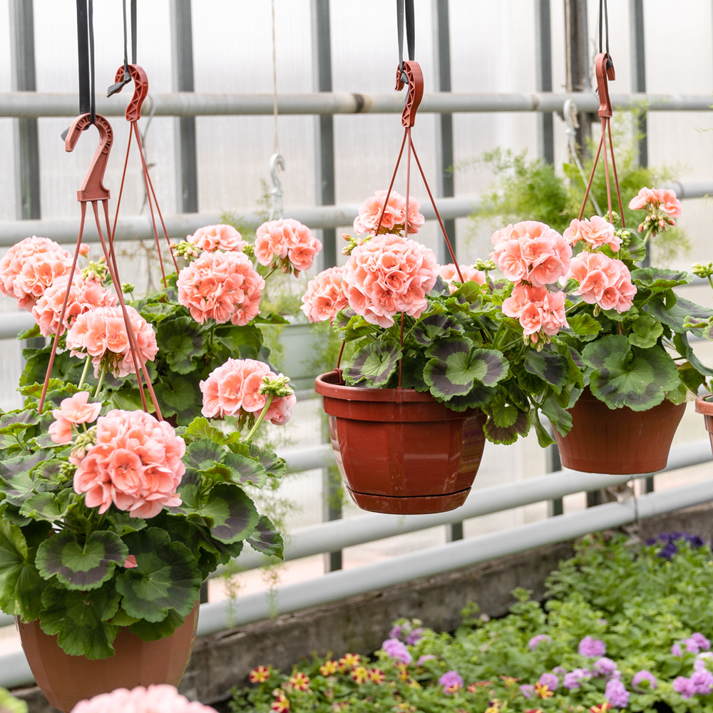 GradinaMax - 🌺⌛Wie und wann man Pelargonien sät. Lasst uns... | Facebook