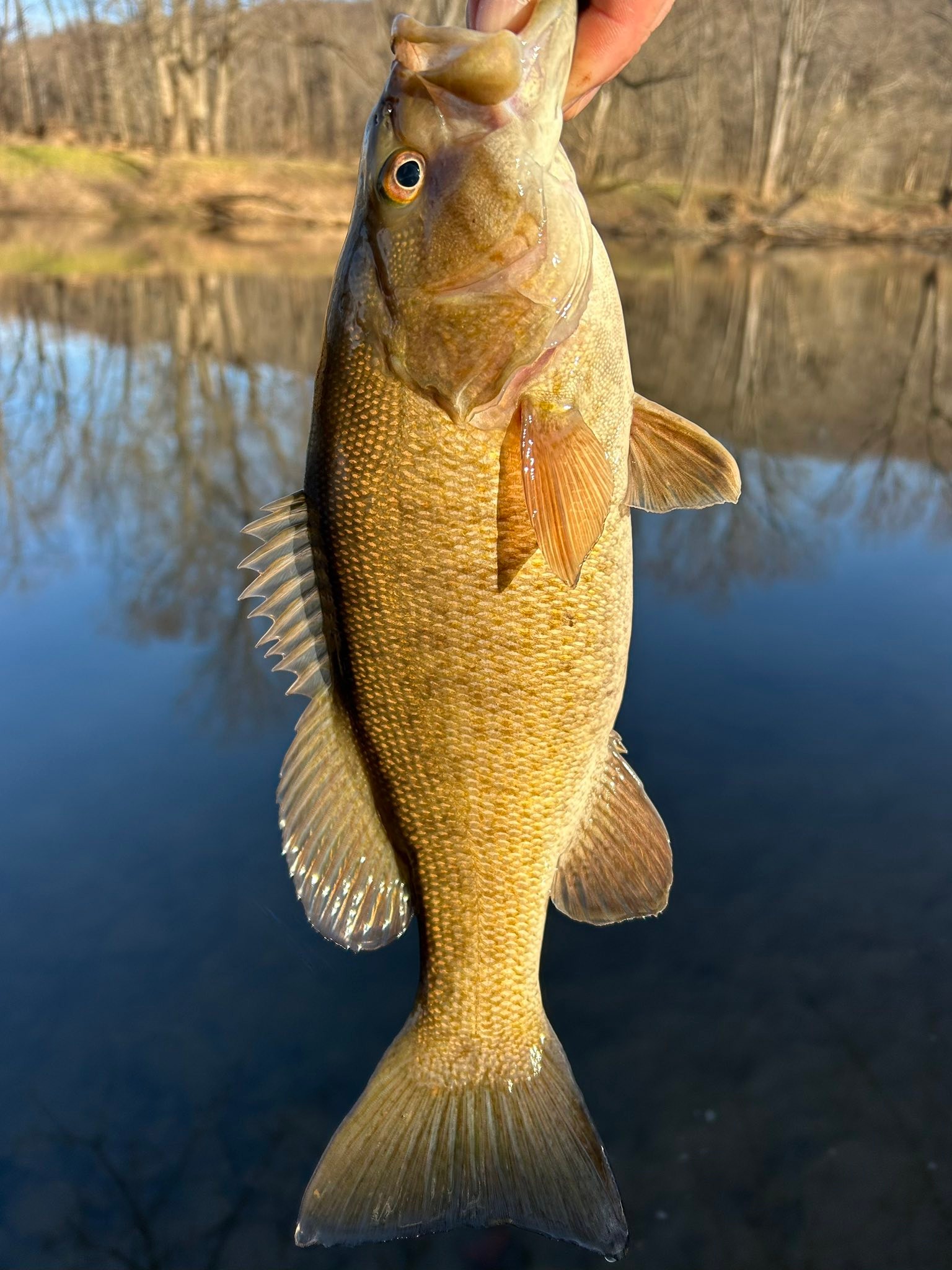 Maryland River, Creek, and Pond Fishing | In the river! 🎣💯🙏 | Facebook
