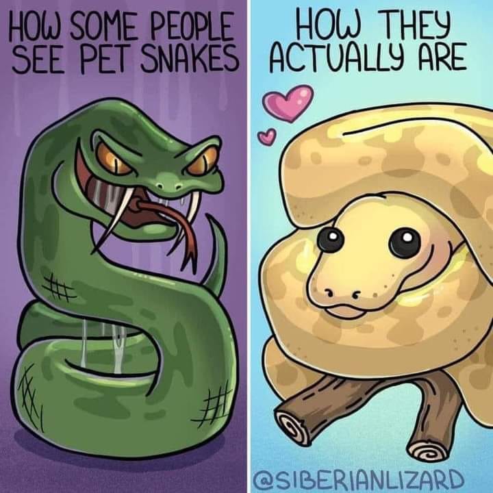 Ball Python Memes for Rat Munching Machines | Facebook