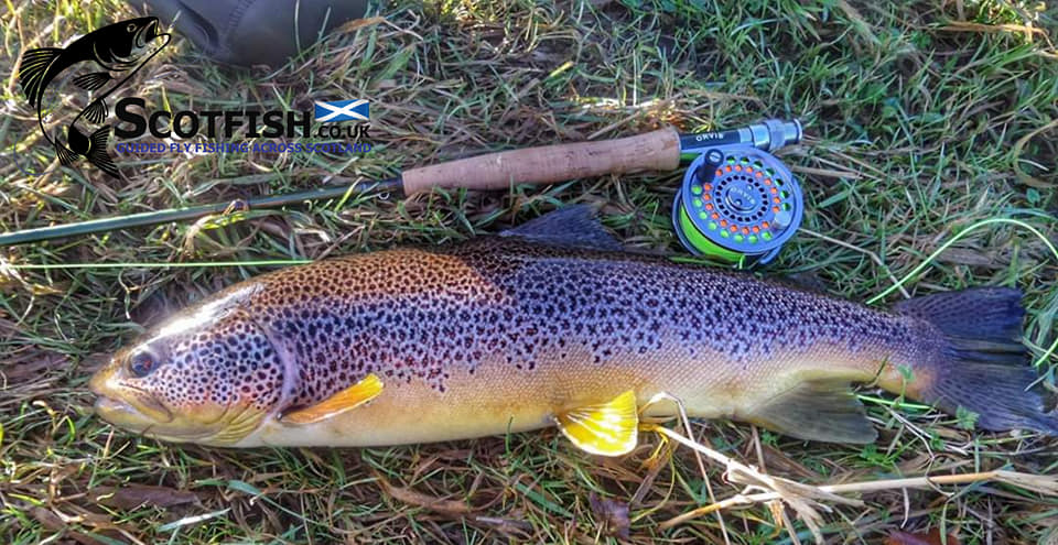 Scotfish
