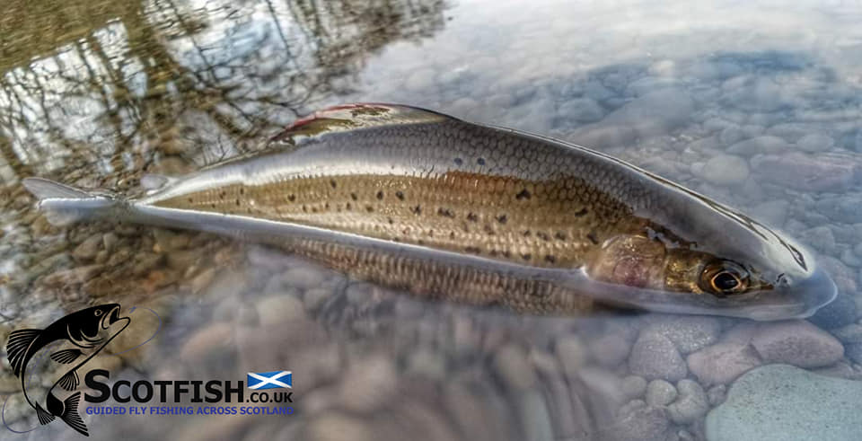 Scotfish