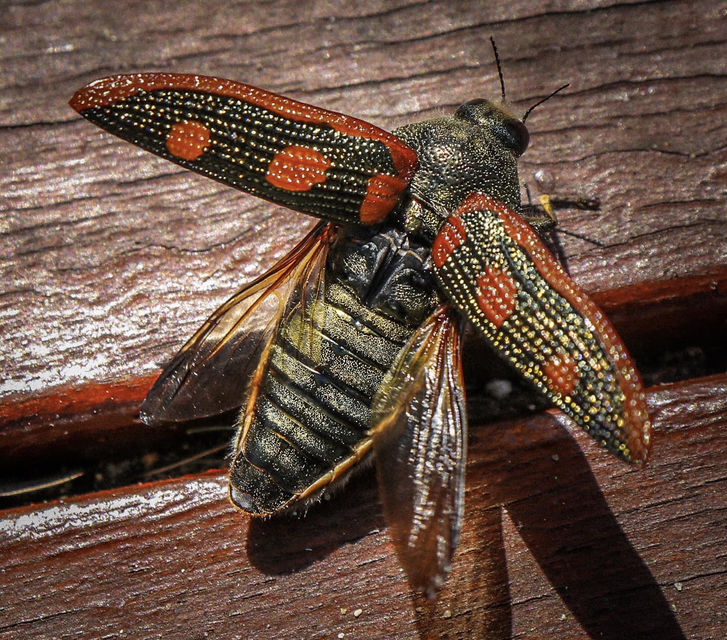 Stigmodera roei jewel beetle in Western Australia