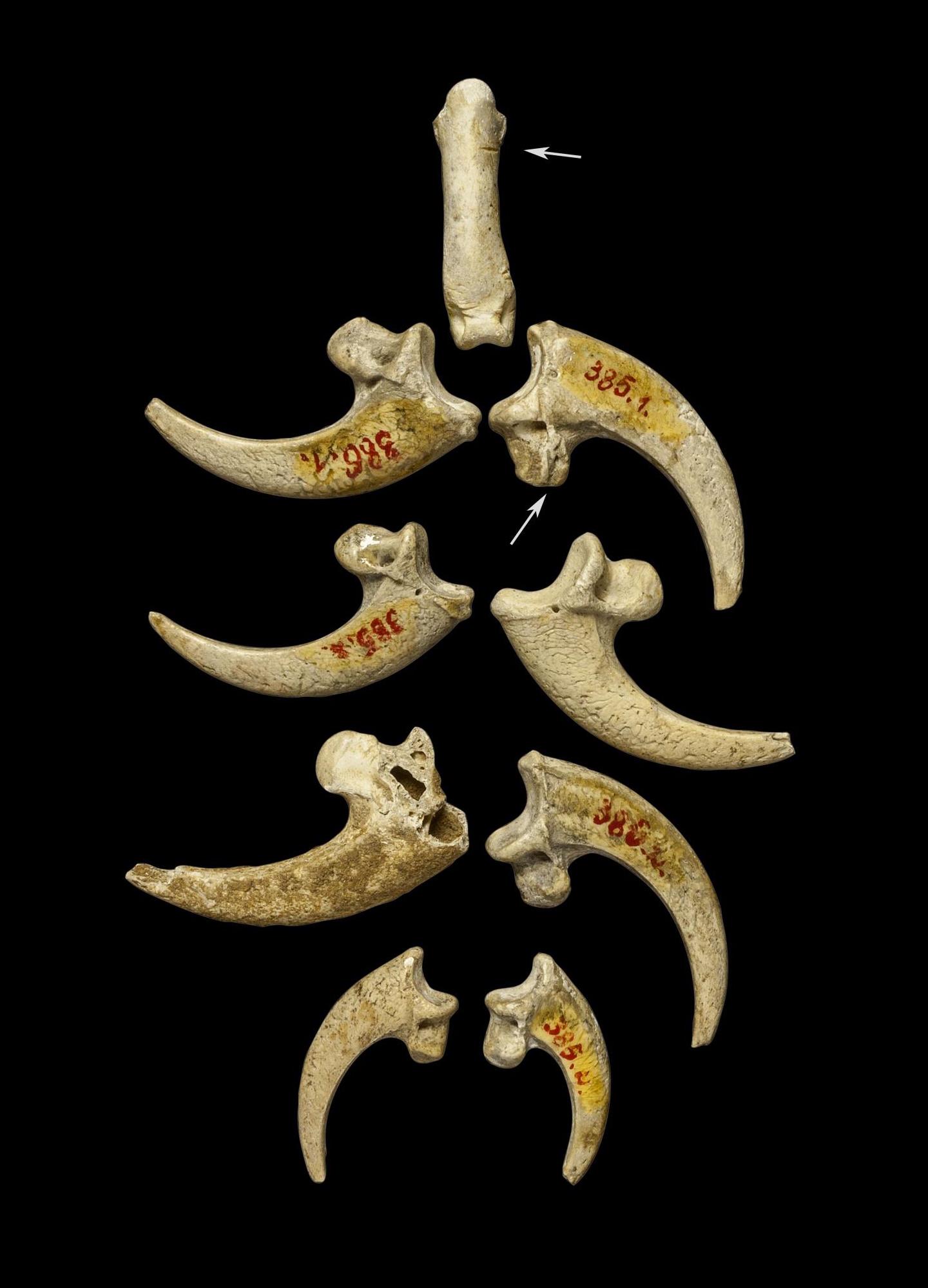Archaeology & Civilizations | The white-tailed eagle talon necklace ...