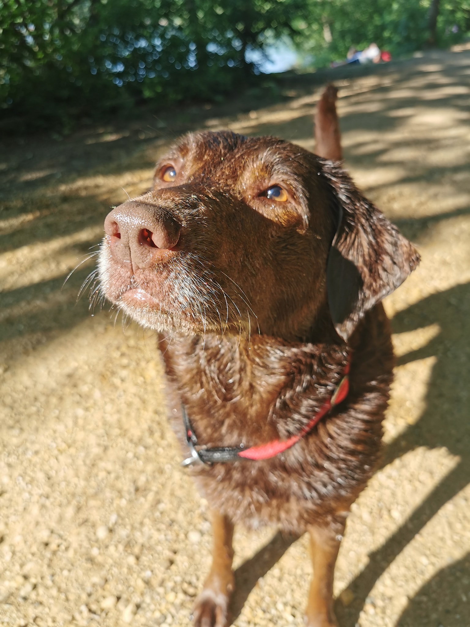 Labrador Amy - Home