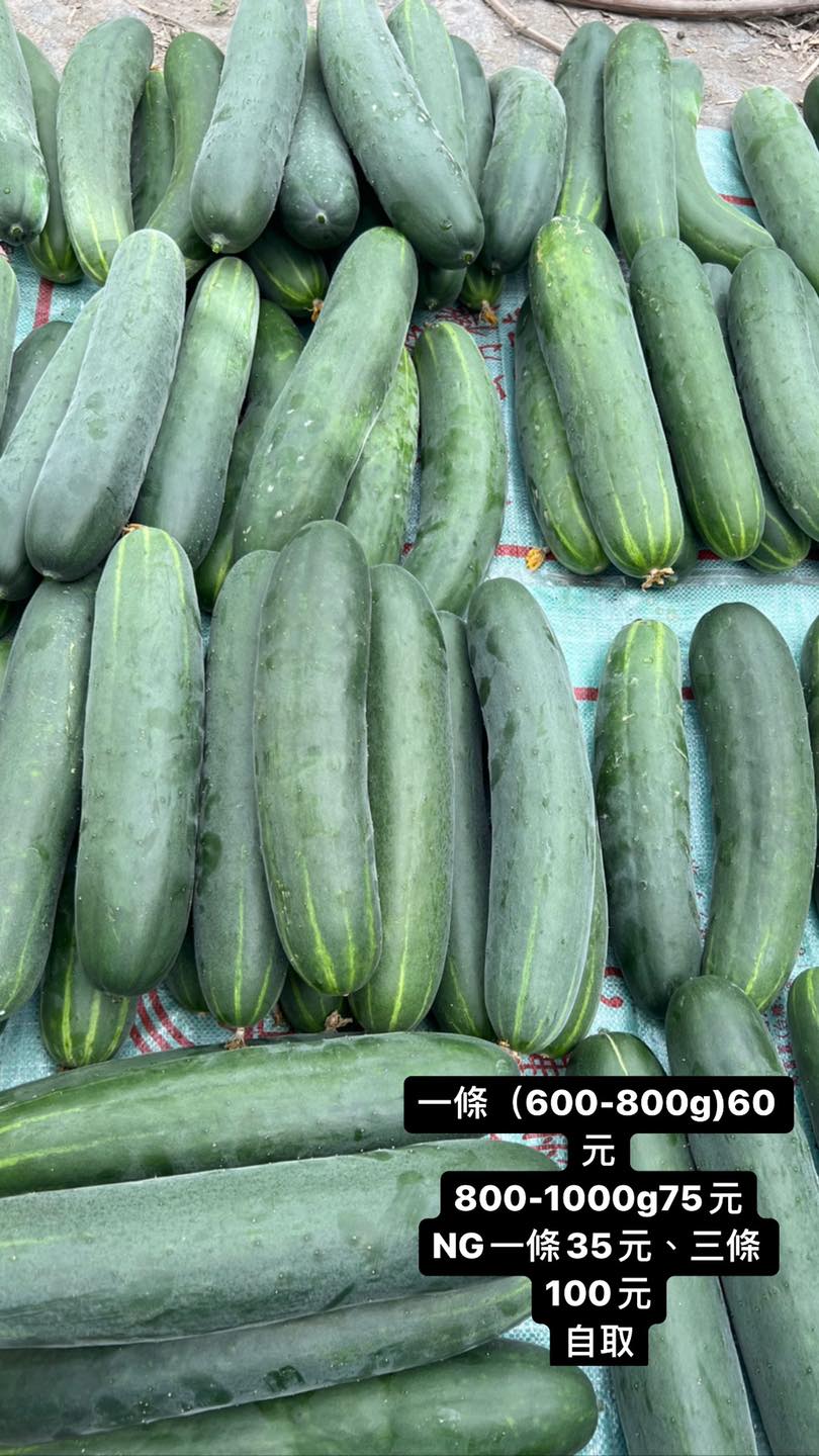 紫杉農場 - 這次沒種網紋洋香瓜，種了實用型刺瓜🥒 比起網紋洋香瓜好許多，不會一直死🥲... | Facebook