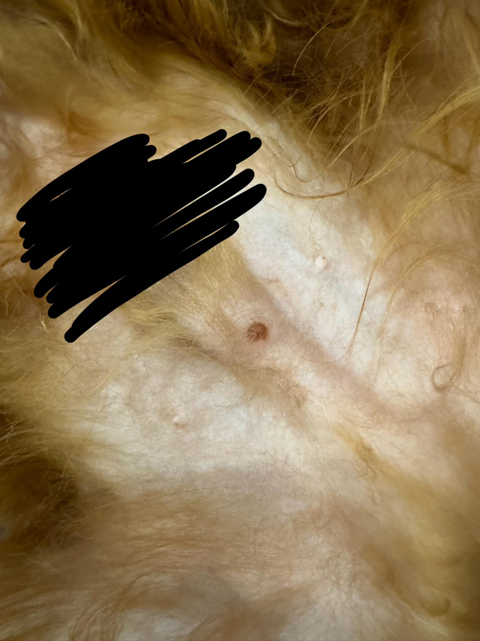 Do Dogs Get Moles on Their Skin? Uncover the Truth