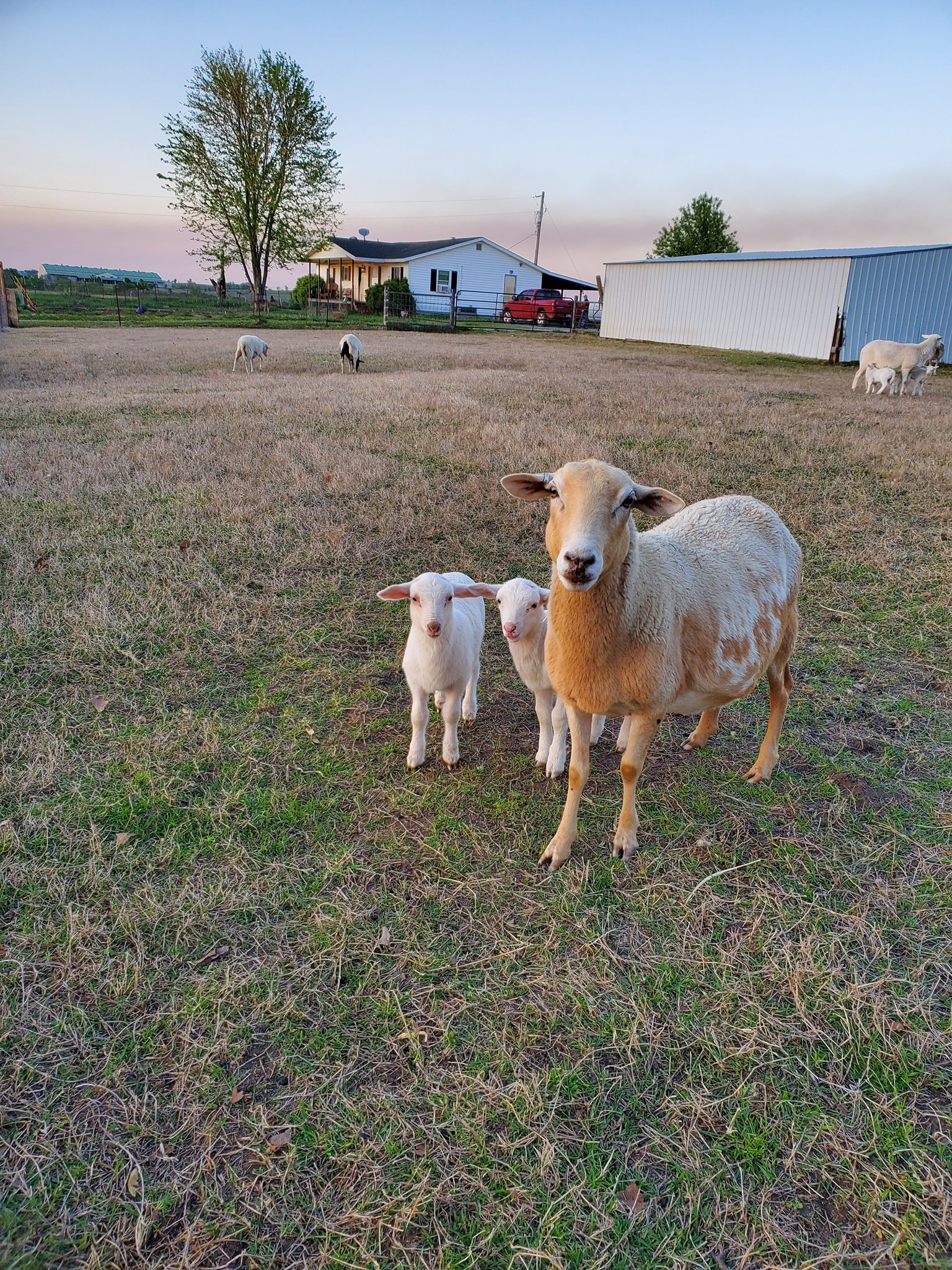 Feather Ridge Farms