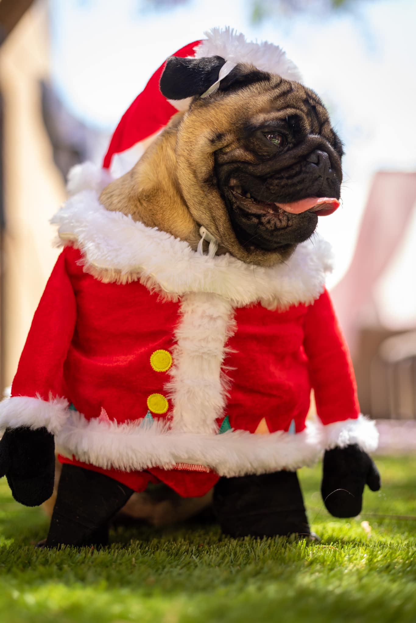 pugs dressed up for christmas Pug wins first place in costume contest Short-Sleeve