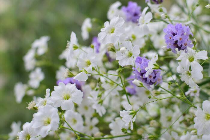Fun facts about baby's breath: 🌸 It's part of the carnation