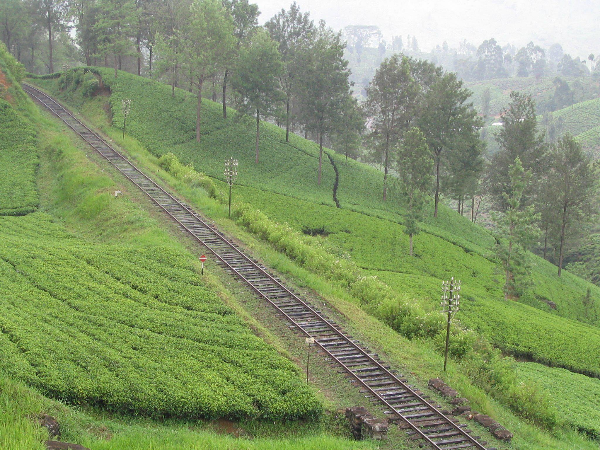 Upul Forestry