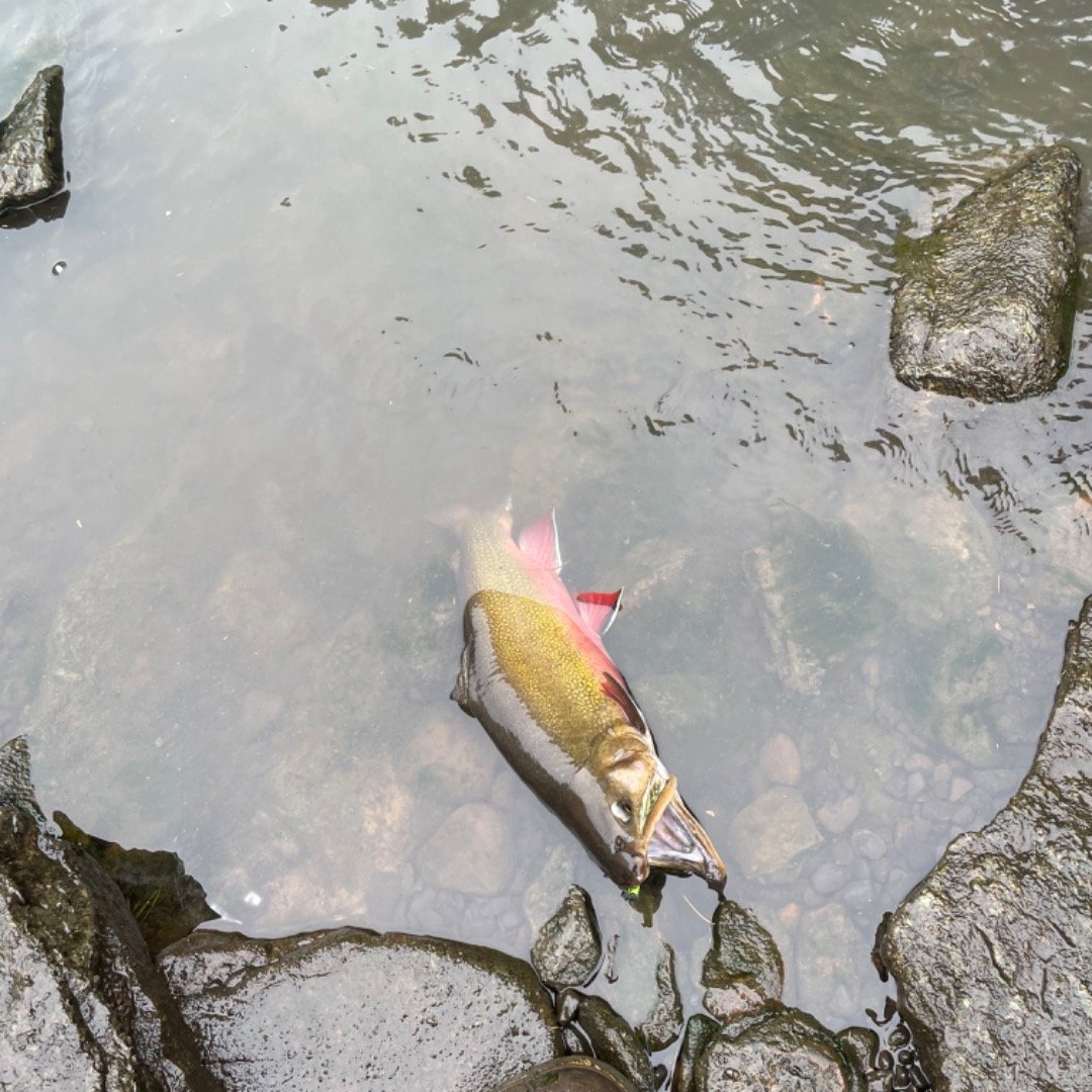 #RoseRiverLureCompany #fyp #fishinggear #troutfishing #Arkansas # ...
