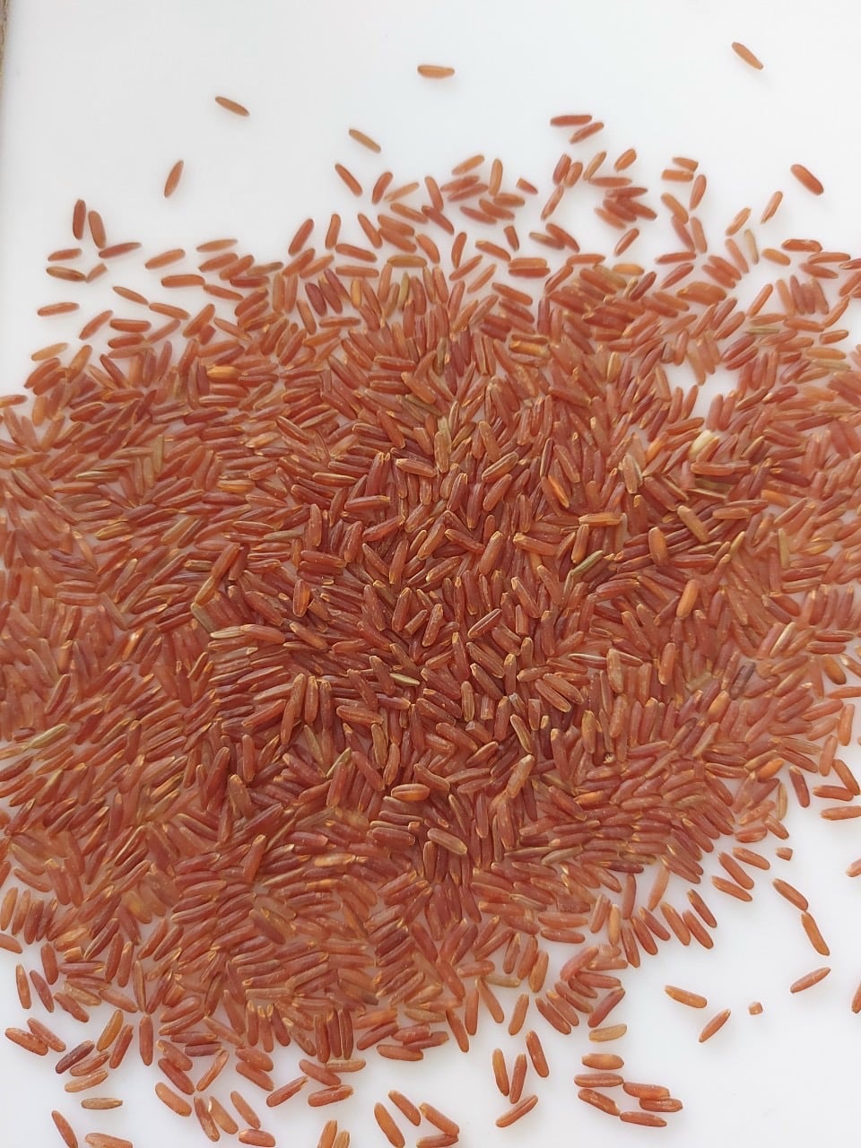 ALEX Rice Exporter | Gia Dinh