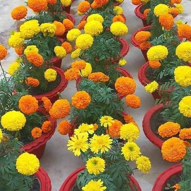 Bokul Ful/বকুল ফুল