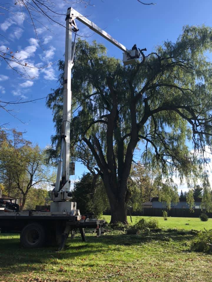 Concord Tree Service | Midland MI