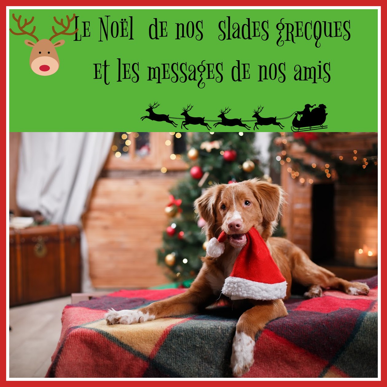 Aidons Les Animaux Help A Greek Stray