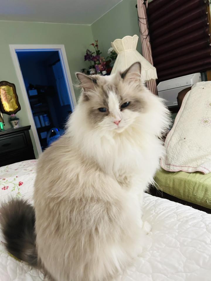 My First Ragdoll | Please tell me what color is my ragdoll | Facebook