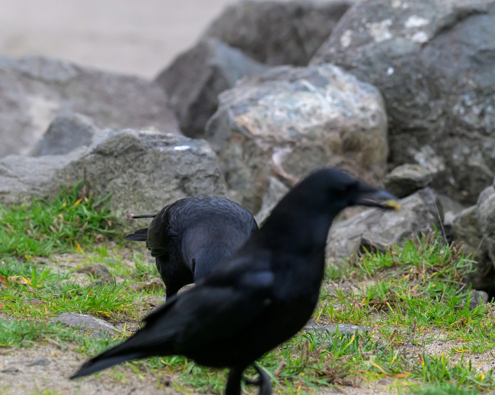 Dull Men's Club® | Taking photos of crows at the beach when a random ...