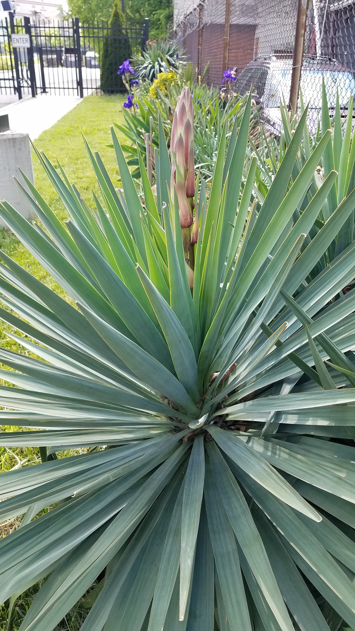 What type of yucca has stiff sword leaves?