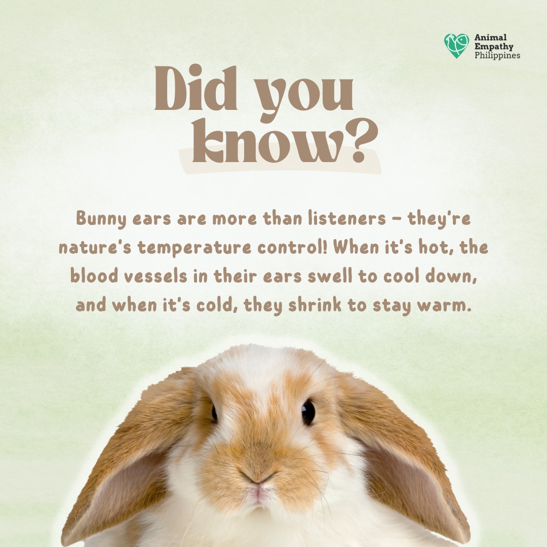 🐰💡 Did you know that rabbit... - Animal Empathy Philippines | Facebook