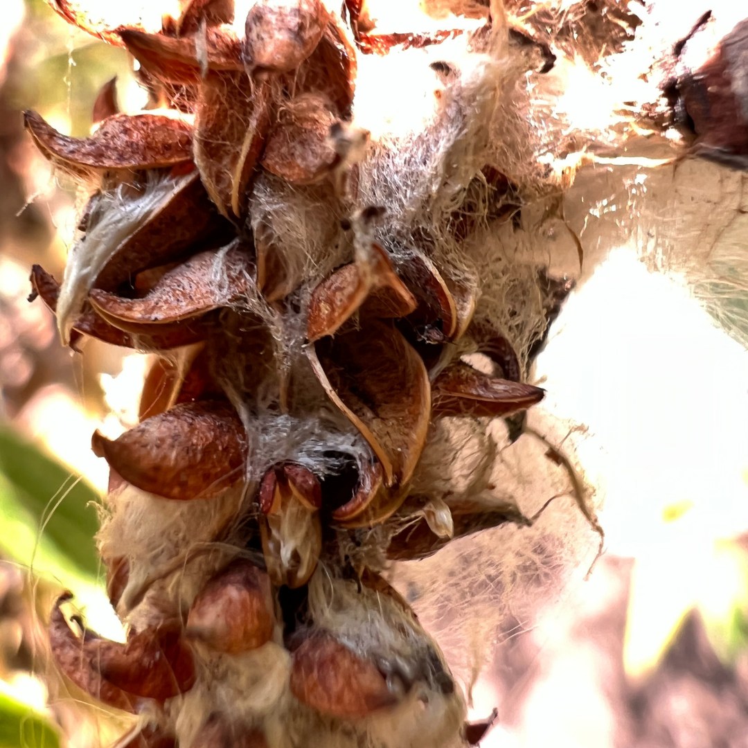 El ahuejote es un árbol originario de... - Ciencia en un clic | Facebook