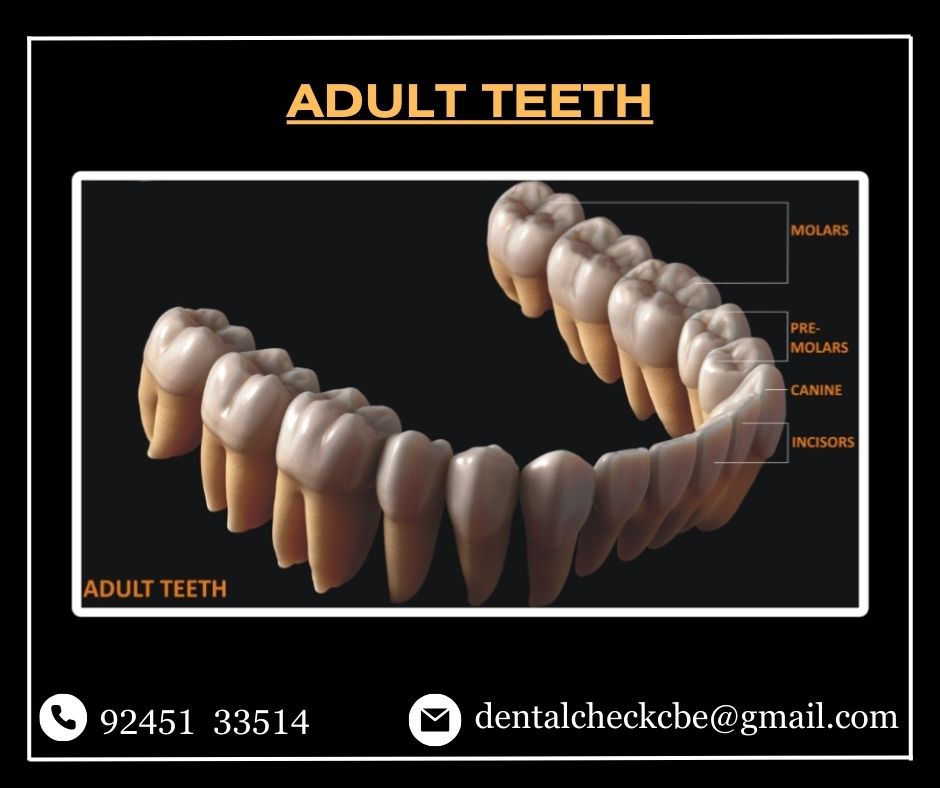Dental Check - Discovering Adult Teeth: An In-depth Look...