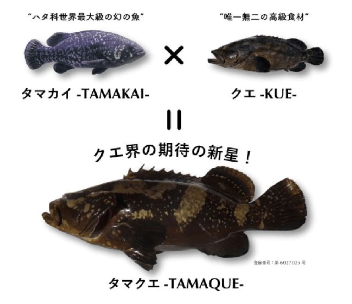 水産庁suisan Facebook