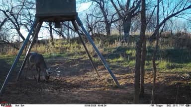 Buck Ration | McKinney TX
