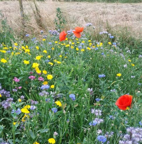 Gemeente - 🌹🌷🌻Je eigen bloemenweide inzaaien in je tuin of op je balkon ...
