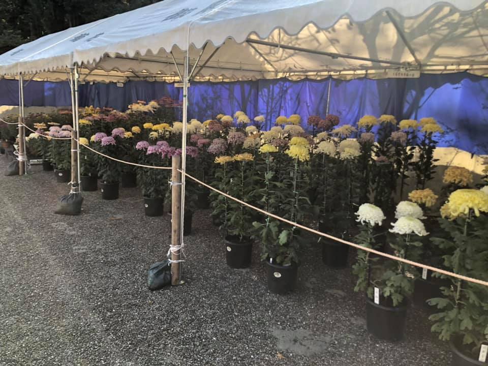 秩父宮記念公園 - 3つの催事が開催中！！ ①御殿場菊花展示会(10/30~11/8)... | Facebook