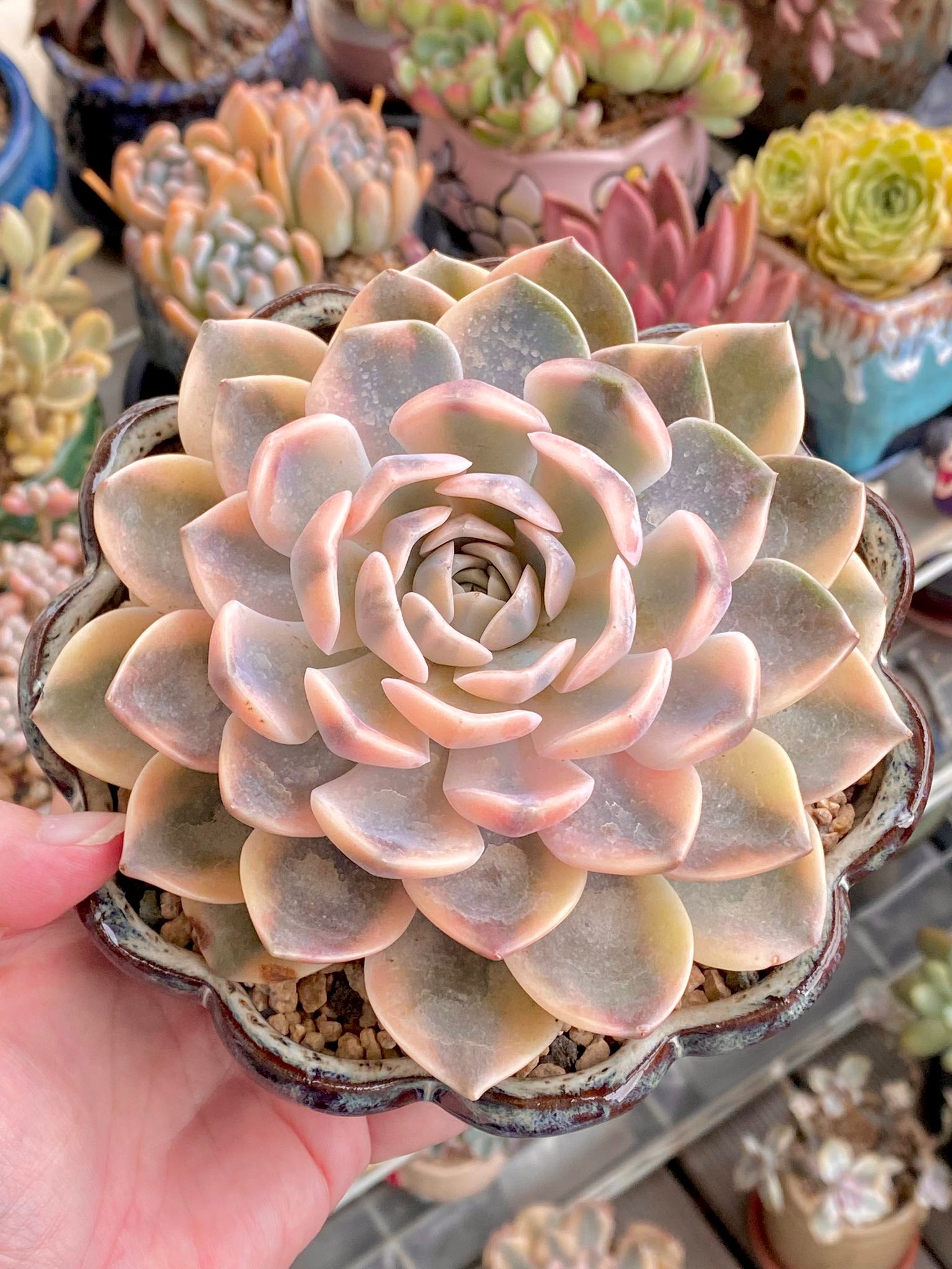 This amazing 汉堡锦Echeveria Tynie Burger variegata has such