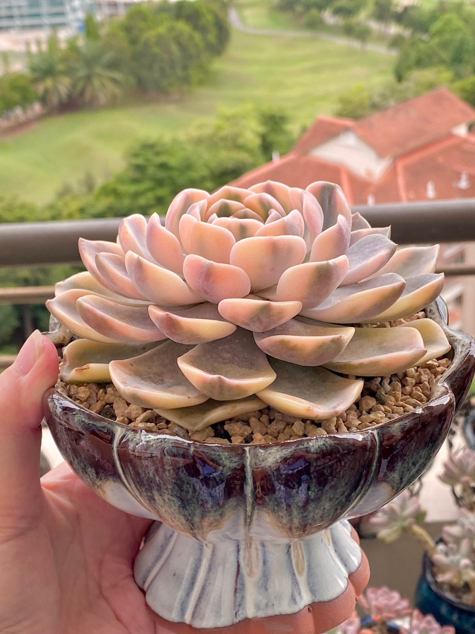 This amazing 汉堡锦Echeveria Tynie Burger variegata has such